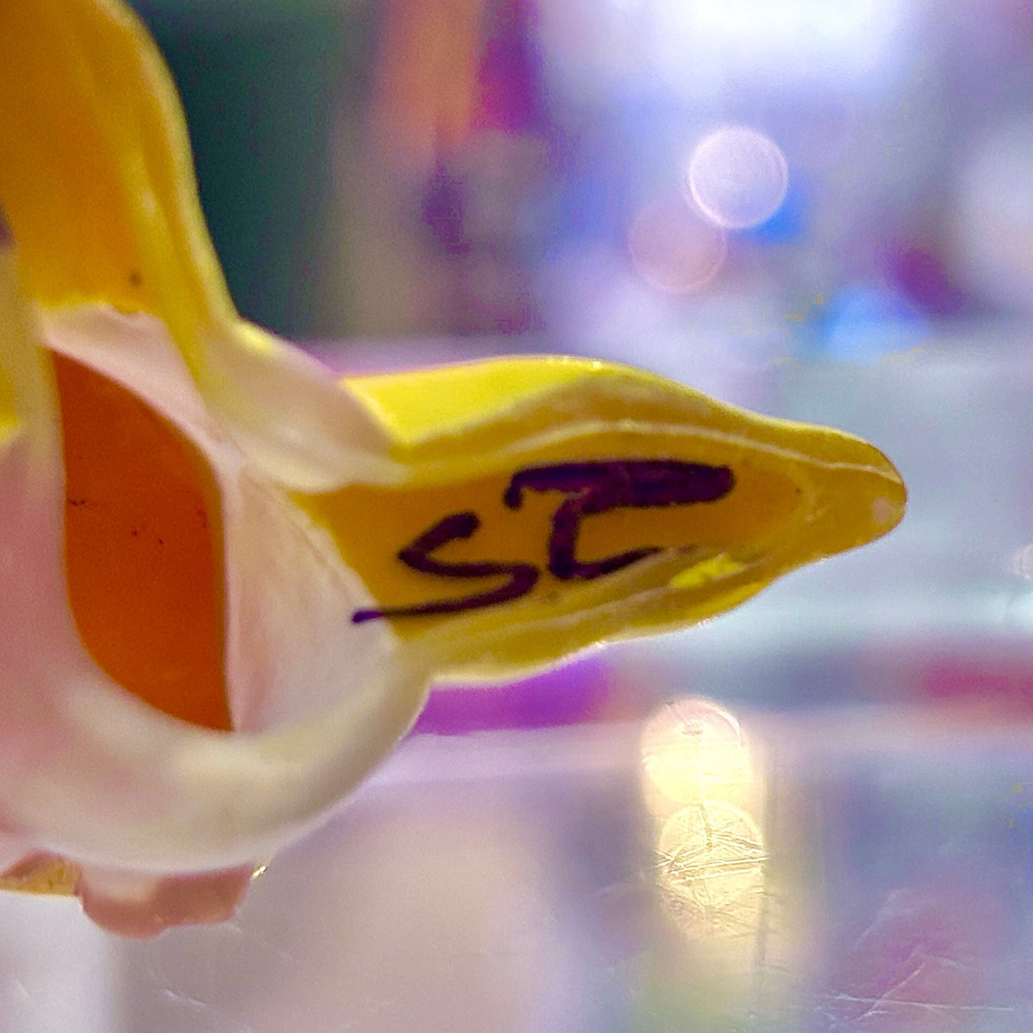 Pokemon: Jirachi Clear Variant Finger Puppet Figure (Bandai, 2003) - PopCultGang